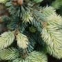 Eglė dygioji (Picea pungens) 'Bialobok'Pa